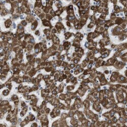 MOSC2 Antibody, Novus Biologicals 0.1mL; Unlabeled:Antibodies, Polyclonal