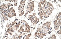 MOSPD3 Antibody, Novus Biologicals:Antibodies:Primary Antibodies