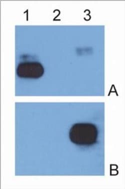 Mouse anti-Human IgG Fc Secondary Antibody (EM-07), Novus Biologicals™