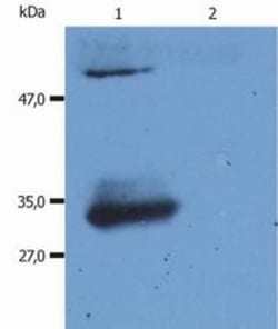 Mouse anti-Human IgG F(ab) Secondary Antibody (4A11), Novus Biologicals™