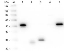 Mouse anti-Rabbit IgG (H+L) Secondary Antibody, HRP (Pre-adsorbed), Novus