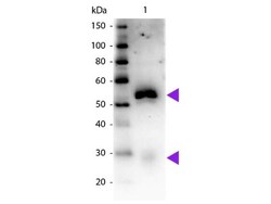 Mouse anti-Rabbit IgG (H+L) Secondary Antibody, HRP (Pre-adsorbed), Novus