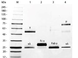 Mouse IgG Isotype Control, Texas Red, Novus Biologicals 1mg; Texas Red:Antibodies