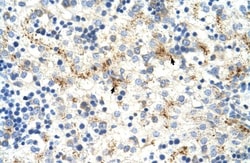 MOV10 Antibody, Novus Biologicals 100&mu;L; Unlabeled:Antibodies, Polyclonal