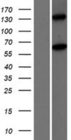 Novus Biologicals&trade;&nbsp;MOV10L1 Overexpression Lysate