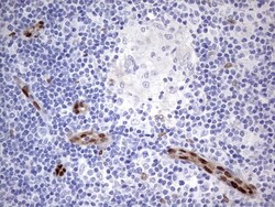 MOX1 Antibody (OTI5B11), Novus Biologicals 0.1 mL | Buy Online | Novus Biologicals | Fisher Scientific