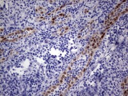 MOX1 Antibody (OTI5B11), Novus Biologicals 0.1 mL | Buy Online | Novus Biologicals | Fisher Scientific