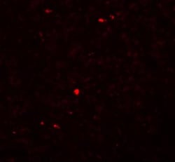 MOX1 Antibody - BSA Free, Novus Biologicals 0.025 mg, Unconjugated:Antibodies,