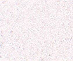 MOX1 Antibody - BSA Free, Novus Biologicals 0.025 mg, Unconjugated:Antibodies,