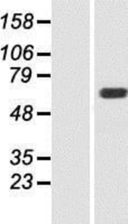 Novus Biologicals&trade;&nbsp;MOXD1 Overexpression Lysate