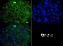 MP1/MAP2K1IP1 Antibody - BSA Free, Novus Biologicals 0.025mL; Unlabeled:Antibodies,