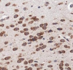 MP1/MAP2K1IP1 Antibody - BSA Free, Novus Biologicals 0.025mL; Unlabeled:Antibodies,