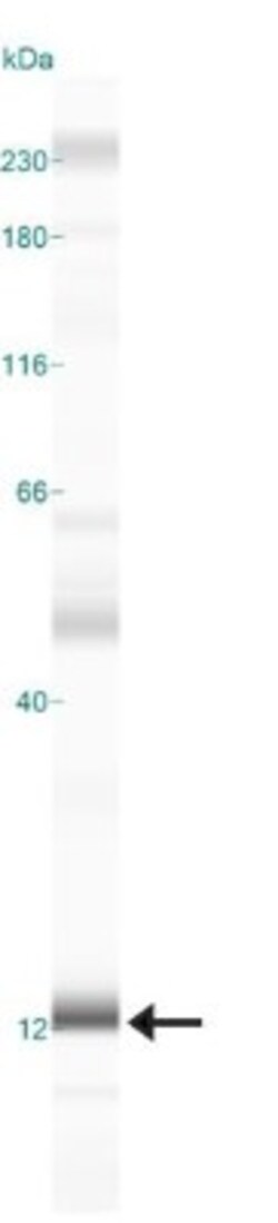 MP1/MAP2K1IP1 Antibody - BSA Free, Novus Biologicals 0.025mL; Unlabeled:Antibodies,