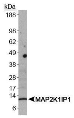 MP1/MAP2K1IP1 Antibody - BSA Free, Novus Biologicals 0.025mL; Unlabeled:Antibodies,