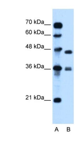 MPG Antibody, Novus Biologicals 100&mu;L; Unlabeled:Antibodies, Polyclonal