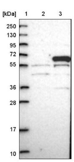 VAM1 Antibody, Novus Biologicals 0.1mL; Unlabeled:Antibodies, Polyclonal