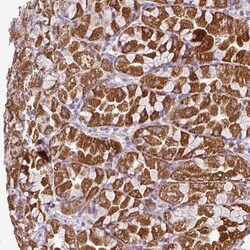 VAM1 Antibody, Novus Biologicals 0.1mL; Unlabeled:Antibodies, Polyclonal