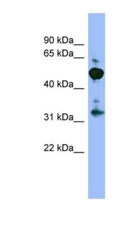 MPP2 Antibody, Novus Biologicals:Antibodies:Primary Antibodies