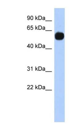 MPP7 Antibody, Novus Biologicals:Antibodies:Primary Antibodies