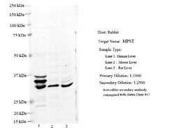 MPST Antibody, Novus Biologicals:Antibodies:Primary Antibodies