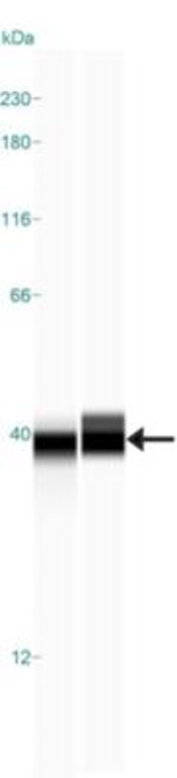 MPST Antibody, Novus Biologicals 0.1mL; Unlabeled:Antibodies, Polyclonal