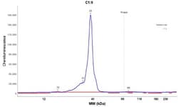 MPST Antibody, Novus Biologicals 0.1mL; Unlabeled:Antibodies, Polyclonal