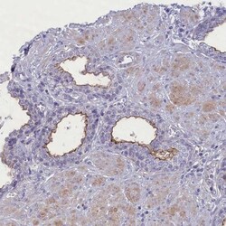 MPV17L2 Antibody, Novus Biologicals 0.1mL; Unlabeled:Antibodies, Polyclonal