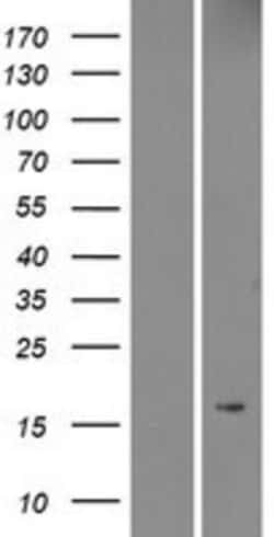 Novus Biologicals&trade;&nbsp;MRAP Overexpression Lysate