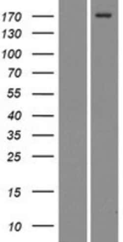 Novus Biologicals&trade;&nbsp;Mrc2 Overexpression Lysate
