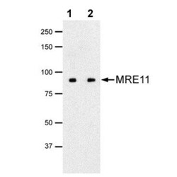 Mre11 Antibody (12D7), Novus Biologicals 0.1mg; Unlabeled:Antikörper
