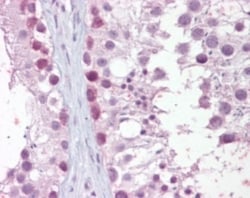 Mre11 Antibody, Novus Biologicals 0.025mg; Unlabeled:Antibodies, Polyclonal