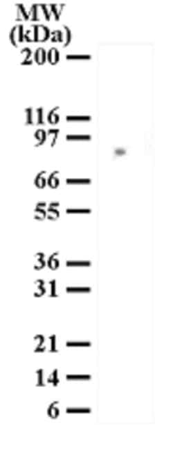 Mre11 Antibody, Novus Biologicals 0.025mg; Unlabeled:Antibodies, Polyclonal