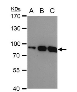 Mre11 Antibody (12D7), Novus Biologicals 0.1mg; Unlabeled:Antikörper