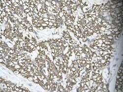 MRG15 Antibody, Novus Biologicals 100&mu;L; Unlabeled:Antibodies, Polyclonal