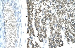 MRG15 Antibody, Novus Biologicals 100&mu;L; Unlabeled:Antibodies, Polyclonal