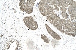 MRG15 Antibody, Novus Biologicals 100&mu;L; Unlabeled:Antibodies, Polyclonal