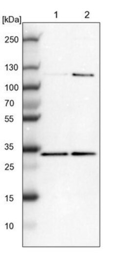 MRG-binding protein Antibody, Novus Biologicals 0.1mL; Unlabeled:Antibodies,