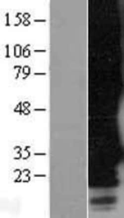 Novus Biologicals&trade;&nbsp;MRGPRF Overexpression Lysate