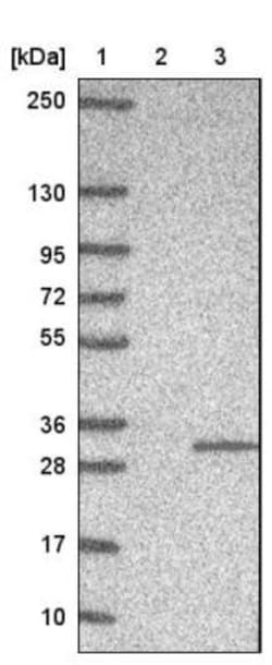 MRO Antibody, Novus Biologicals 0.1mL; Unlabeled:Antibodies, Polyclonal