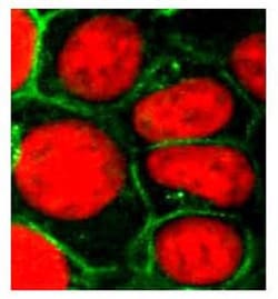 MRP1 Antibody (IU5C1) - BSA Free, Novus Biologicals:Antibodies:Primary