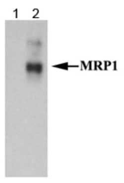 MRP1 Antibody (IU5C1) - BSA Free, Novus Biologicals:Antibodies:Primary