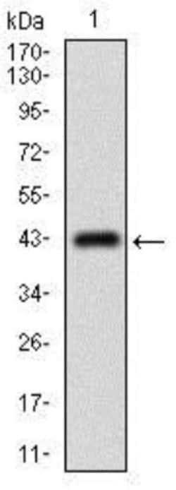 MRP4/ABCC4 Antibody (2D2A9) - BSA Free, Novus Biologicals 0.1mL; Unlabeled:Antibodies,
