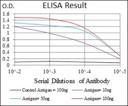 MRP4/ABCC4 Antibody (6A7H3) - BSA Free, Novus Biologicals:Antibodies:Primary