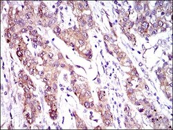 MRP4/ABCC4 Antibody (6A7H3) - BSA Free, Novus Biologicals:Antibodies:Primary