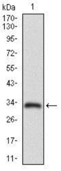 MRP4/ABCC4 Antibody (6A7H3) - BSA Free, Novus Biologicals:Antibodies:Primary