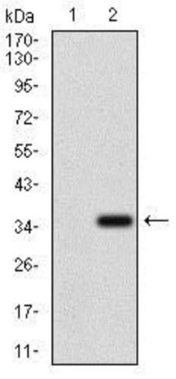 MRP4/ABCC4 Antibody (6A7H3) - BSA Free, Novus Biologicals:Antibodies:Primary