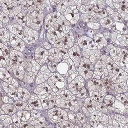 MRPL17 Antibody, Novus Biologicals 25 &mu;L, Unlabeled:Antibodies, Polyclonal