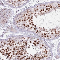 MRPL34 Antibody, Novus Biologicals 25 &mu;L, Unlabeled:Antibodies, Polyclonal