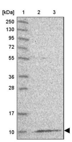 MRPL36 Antibody, Novus Biologicals 25 &mu;L, Unconjugated:Antibodies, Polyclonal
