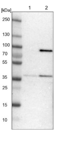 MRPL39 Antibody, Novus Biologicals:Antibodies:Primary Antibodies